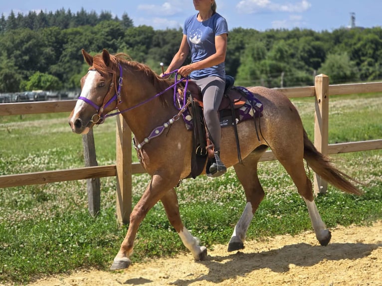 Sonstige Rassen Stute 4 Jahre 155 cm Fuchs in Linkenbach