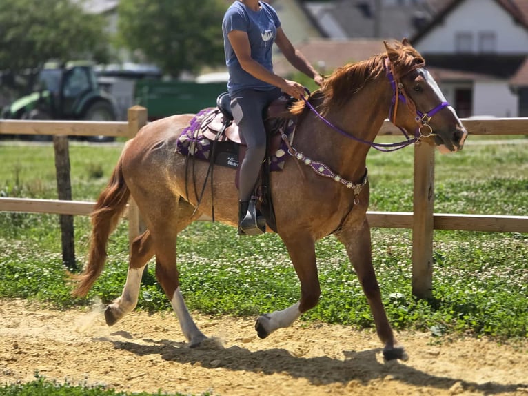 Sonstige Rassen Stute 4 Jahre 155 cm Fuchs in Linkenbach