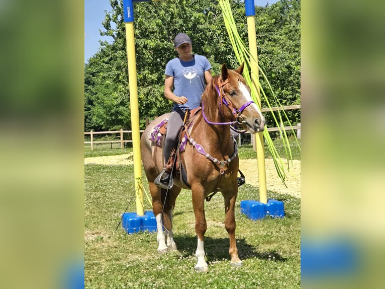 Sonstige Rassen Stute 4 Jahre 155 cm Fuchs in Linkenbach