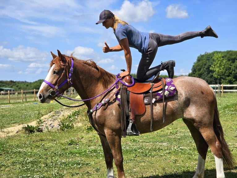 Sonstige Rassen Stute 4 Jahre 155 cm Fuchs in Linkenbach