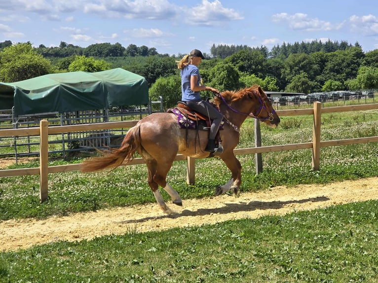 Sonstige Rassen Stute 4 Jahre 155 cm Fuchs in Linkenbach