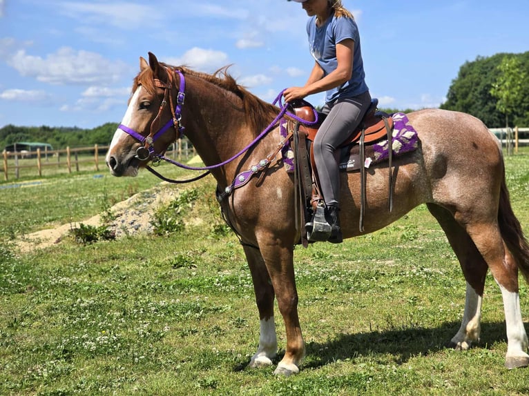 Sonstige Rassen Stute 4 Jahre 155 cm Fuchs in Linkenbach