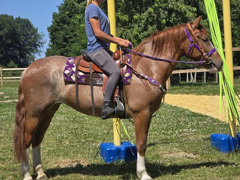 Sonstige Rassen Stute 4 Jahre 155 cm Fuchs in Linkenbach