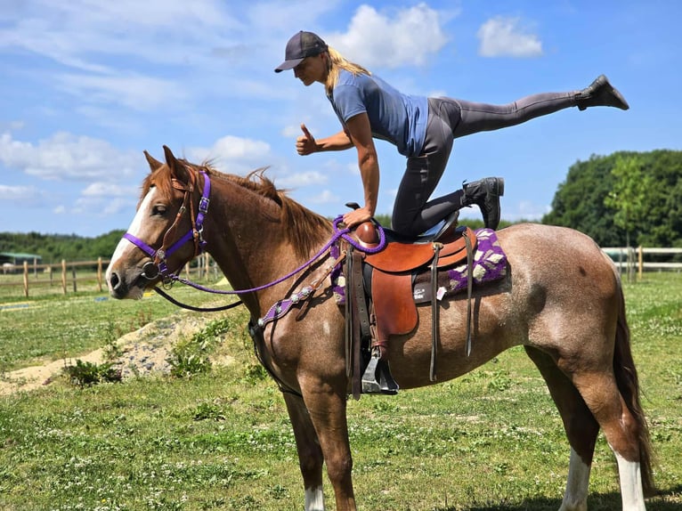 Sonstige Rassen Stute 4 Jahre 155 cm Fuchs in Linkenbach