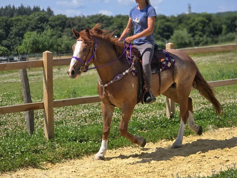 Sonstige Rassen Stute 4 Jahre 155 cm Fuchs in Linkenbach