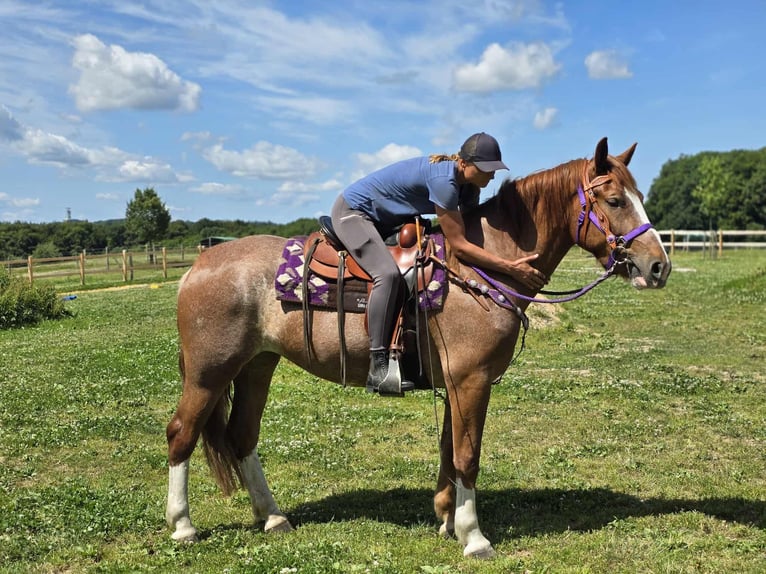 Sonstige Rassen Stute 4 Jahre 155 cm Fuchs in Linkenbach