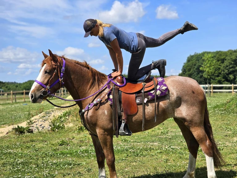 Sonstige Rassen Stute 4 Jahre 155 cm Fuchs in Linkenbach