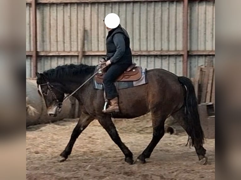 Sonstige Rassen Stute 4 Jahre 156 cm Brauner in Velten