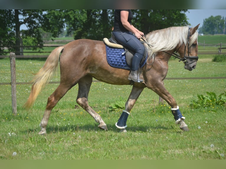 Sonstige Rassen Stute 4 Jahre 157 cm Palomino in Breda