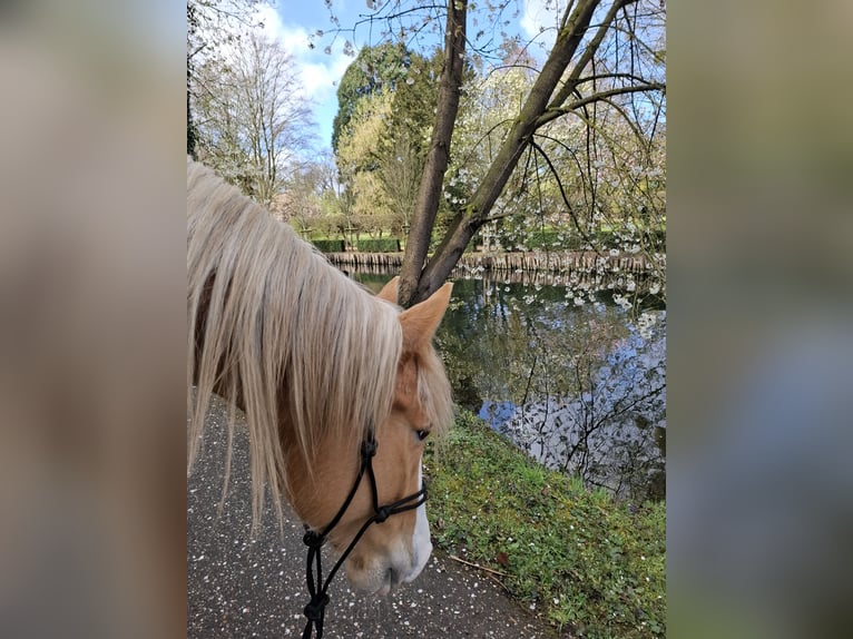 Sonstige Rassen Stute 4 Jahre 158 cm Palomino in Geilenkirchen