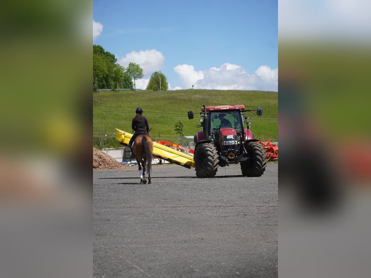 Sonstige Rassen Stute 4 Jahre 160 cm Brauner in Nettersheim