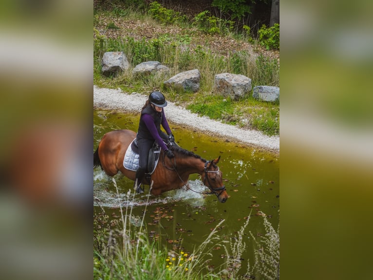 Sonstige Rassen Stute 4 Jahre 160 cm Brauner in Nettersheim