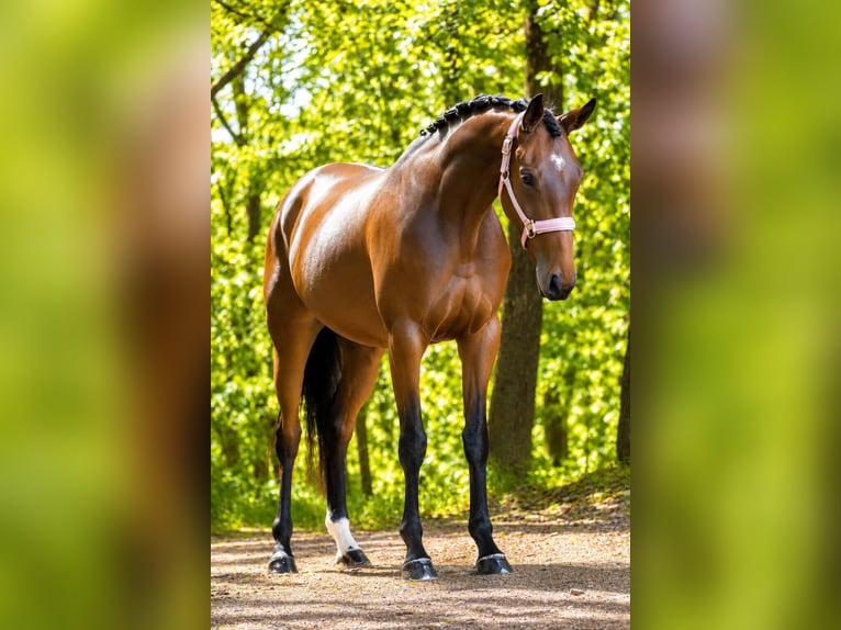 Sonstige Rassen Stute 4 Jahre 160 cm Brauner in Nettersheim