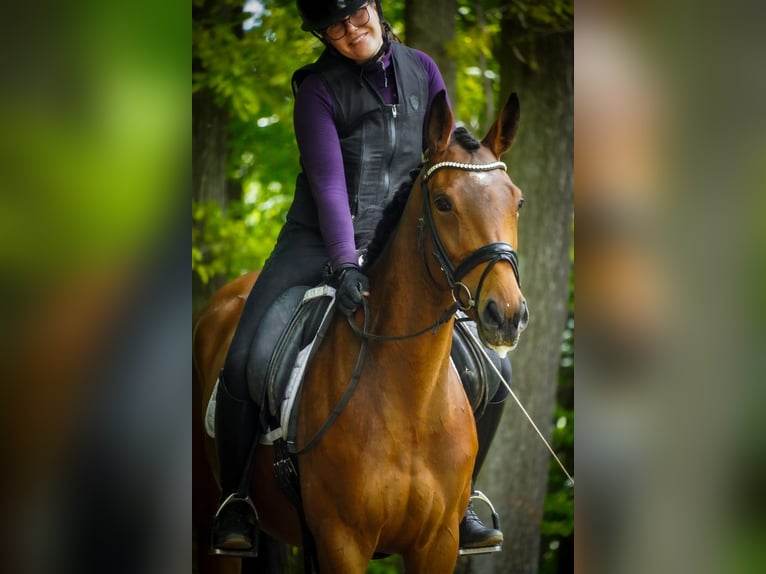 Sonstige Rassen Stute 4 Jahre 160 cm Brauner in Nettersheim