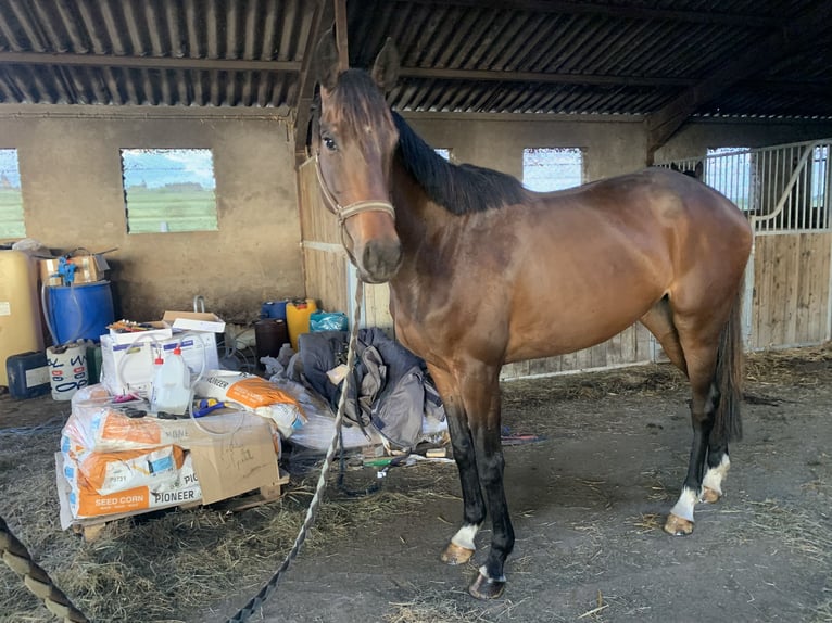 Sonstige Rassen Stute 4 Jahre 160 cm Brauner in Loddes