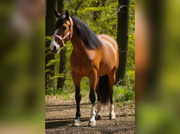 Sonstige Rassen Stute 4 Jahre 160 cm  in Nettersheim