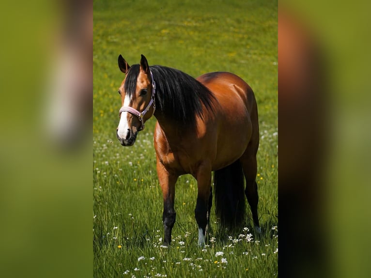 Sonstige Rassen Stute 4 Jahre 160 cm  in Nettersheim