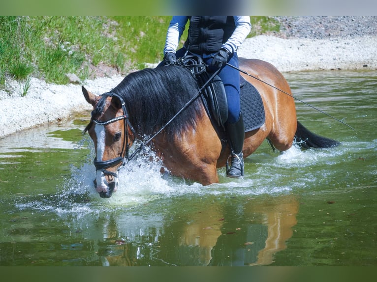 Sonstige Rassen Stute 4 Jahre 160 cm  in Nettersheim