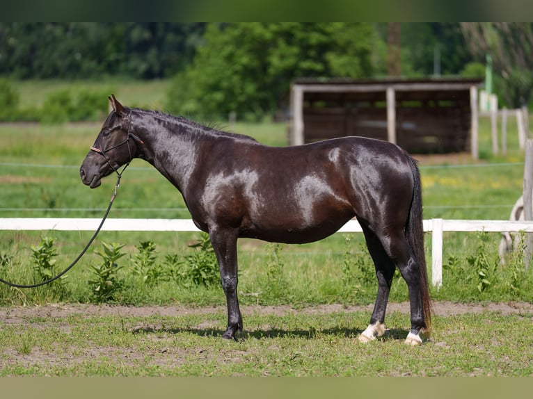 Sonstige Rassen Stute 4 Jahre 162 cm Dunkelbrauner in Dorog