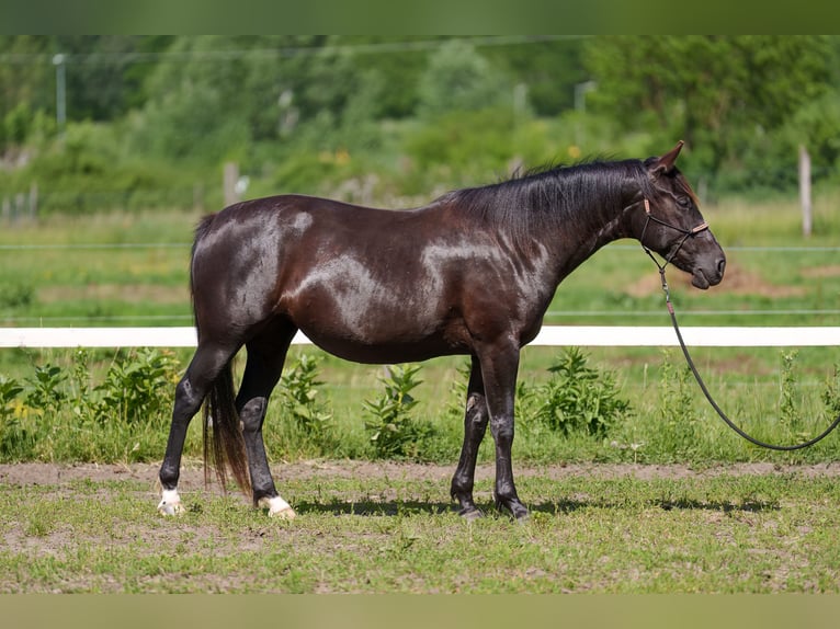 Sonstige Rassen Stute 4 Jahre 162 cm Dunkelbrauner in Dorog