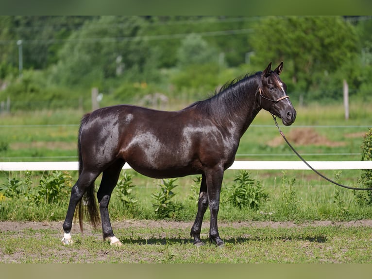 Sonstige Rassen Stute 4 Jahre 162 cm Dunkelbrauner in Dorog