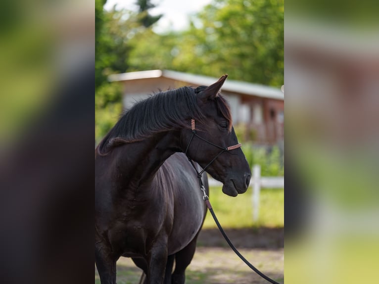 Sonstige Rassen Stute 4 Jahre 162 cm Dunkelbrauner in Dorog