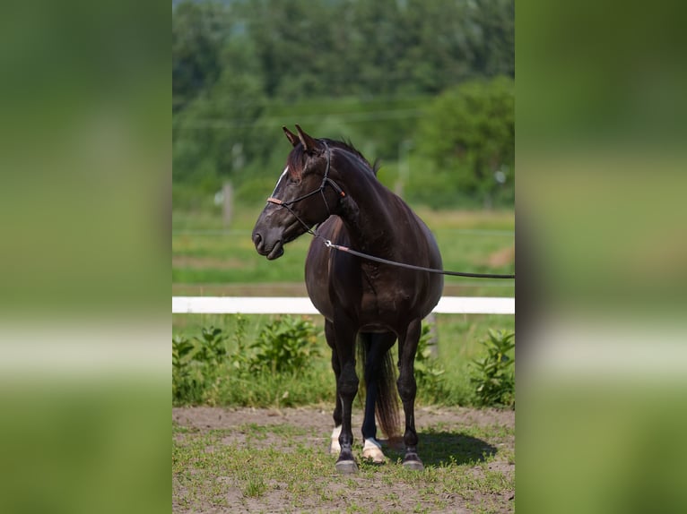 Sonstige Rassen Stute 4 Jahre 162 cm Dunkelbrauner in Dorog
