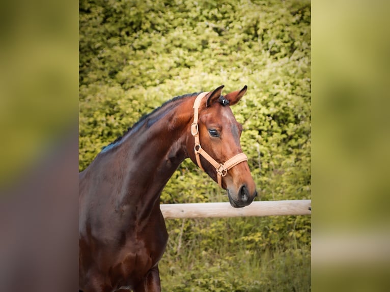 Sonstige Rassen Stute 4 Jahre 163 cm Brauner in Marly-sous-Issy