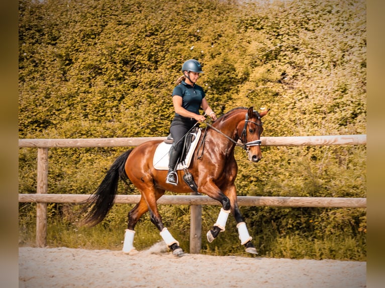 Sonstige Rassen Stute 4 Jahre 163 cm Brauner in Marly-sous-Issy