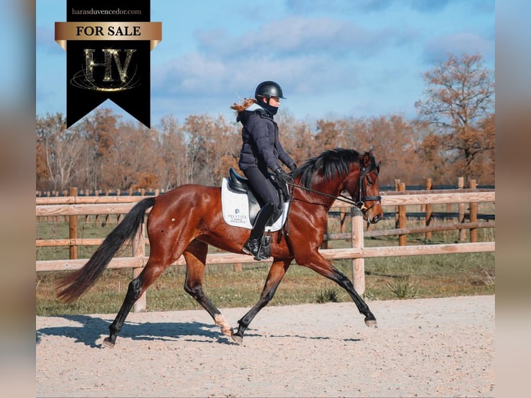 Sonstige Rassen Stute 4 Jahre 163 cm Brauner in Marly-sous-Issy