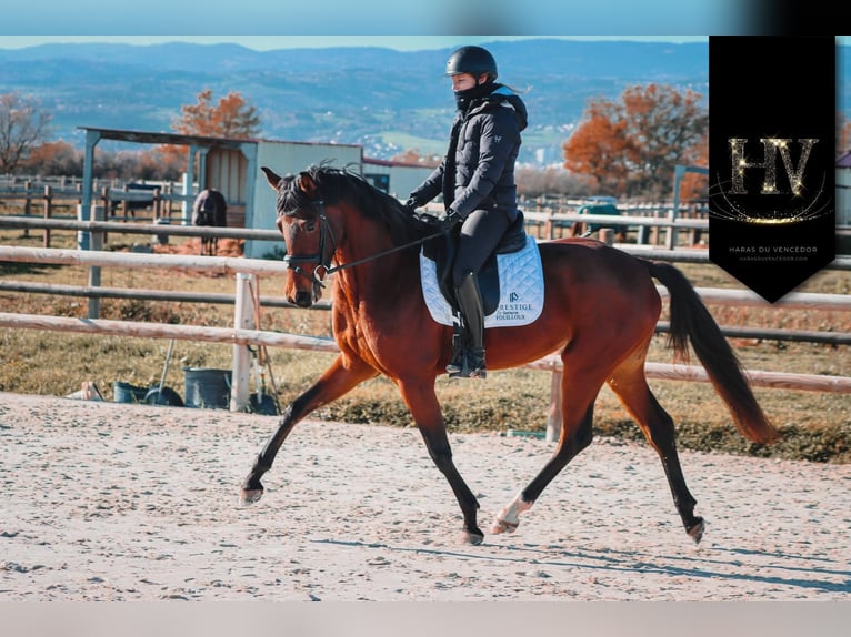 Sonstige Rassen Stute 4 Jahre 163 cm Brauner in Marly-sous-Issy