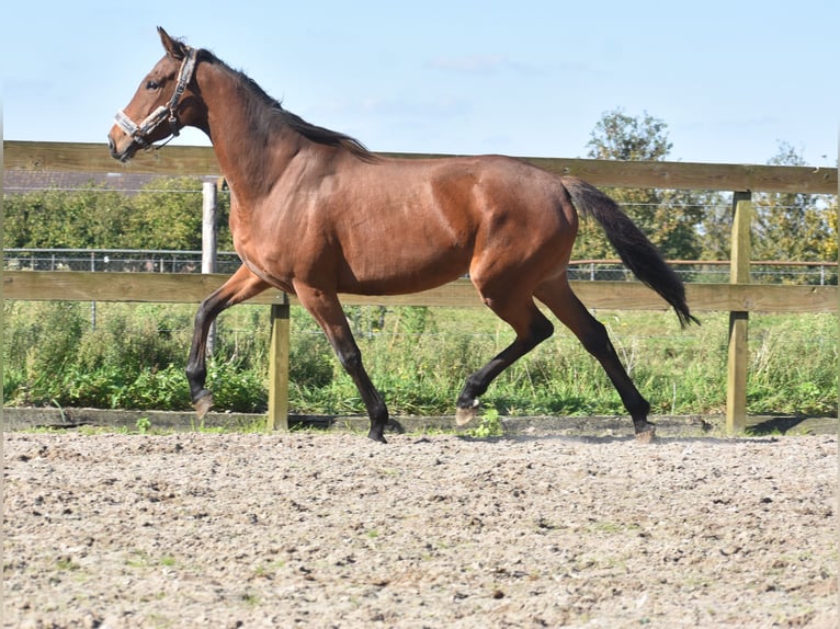 Sonstige Rassen Stute 4 Jahre 163 cm Brauner in Achtmaal