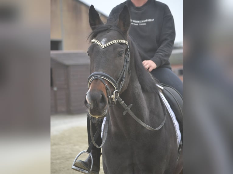 Sonstige Rassen Stute 4 Jahre 163 cm Rappe in Breda