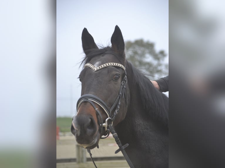 Sonstige Rassen Stute 4 Jahre 163 cm Rappe in Breda