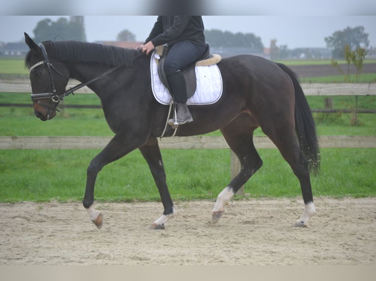 Sonstige Rassen Stute 4 Jahre 163 cm Rappe in Breda