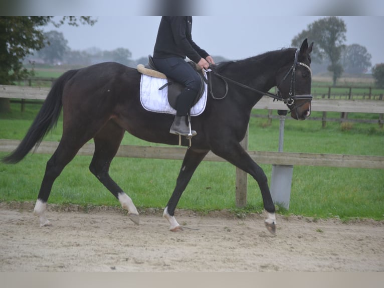 Sonstige Rassen Stute 4 Jahre 163 cm Rappe in Breda