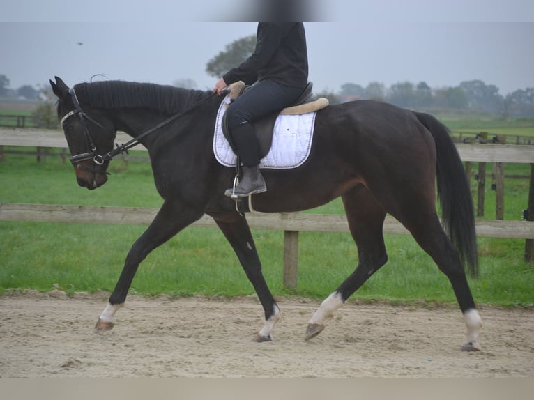 Sonstige Rassen Stute 4 Jahre 163 cm Rappe in Breda