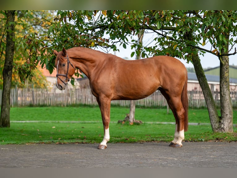 Sonstige Rassen Stute 4 Jahre 165 cm Fuchs in GROTE-BROGEL