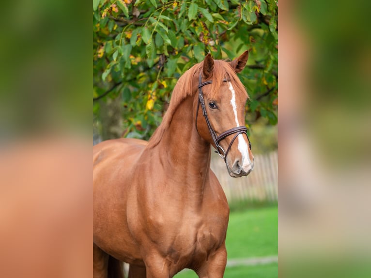 Sonstige Rassen Stute 4 Jahre 165 cm Fuchs in GROTE-BROGEL