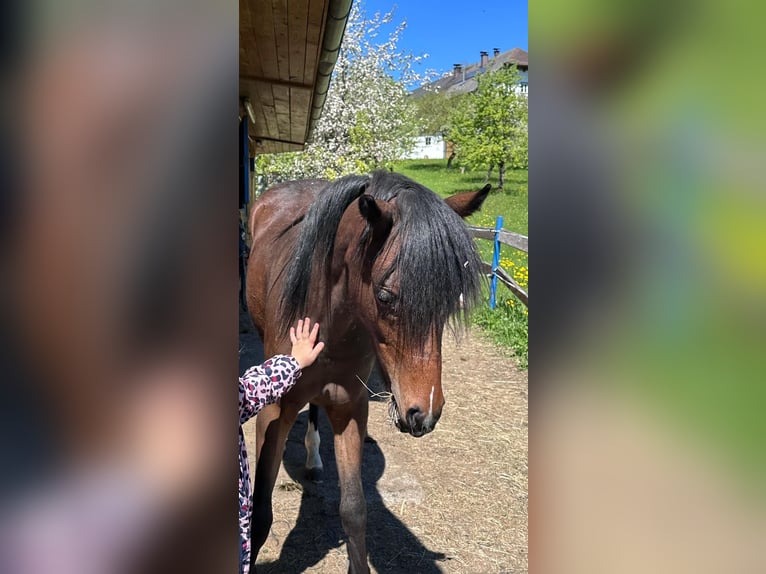 Sonstige Rassen Stute 4 Jahre  in Sarleinsbach