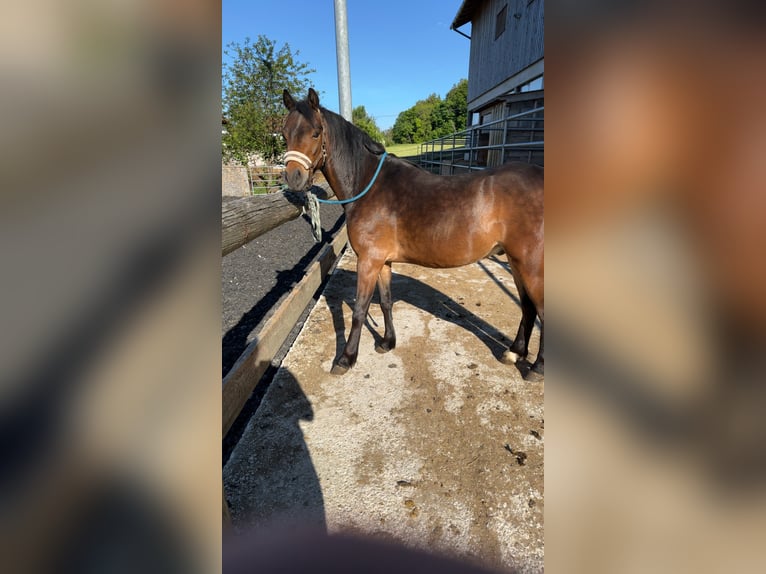 Sonstige Rassen Stute 4 Jahre  in Sarleinsbach