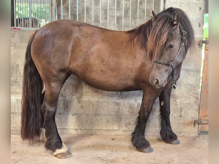 Sonstige Rassen Stute 5 Jahre 140 cm Rappe in Quéménéven