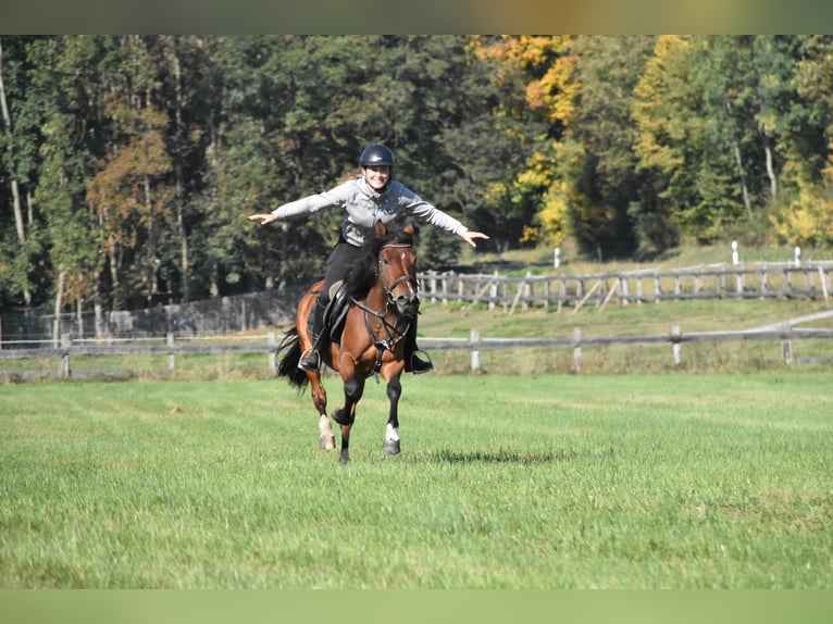 Sonstige Rassen Mix Stute 5 Jahre 141 cm Brauner in Arnstorf