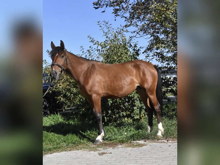 Sonstige Rassen Mix Stute 5 Jahre 141 cm Brauner in Arnstorf