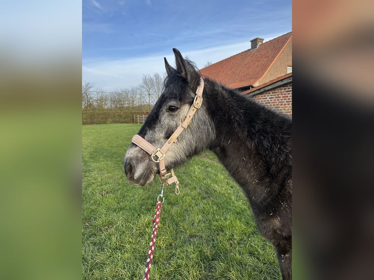 Sonstige Rassen Stute 5 Jahre 142 cm Kann Schimmel werden in Kortrijk