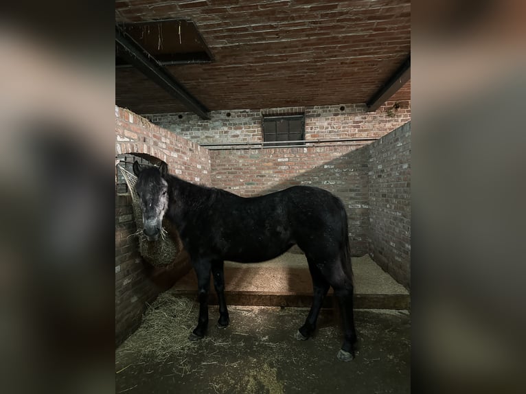 Sonstige Rassen Stute 5 Jahre 142 cm Kann Schimmel werden in Kortrijk