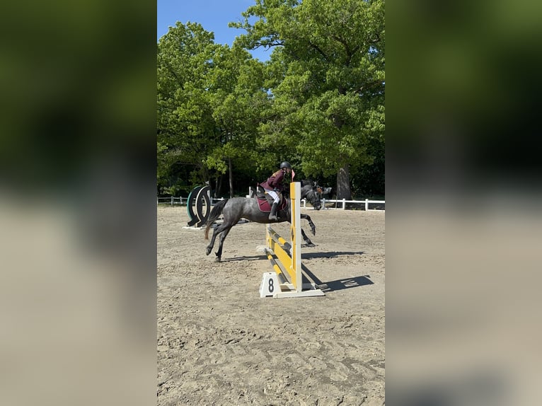 Sonstige Rassen Stute 5 Jahre 142 cm Kann Schimmel werden in Kortrijk