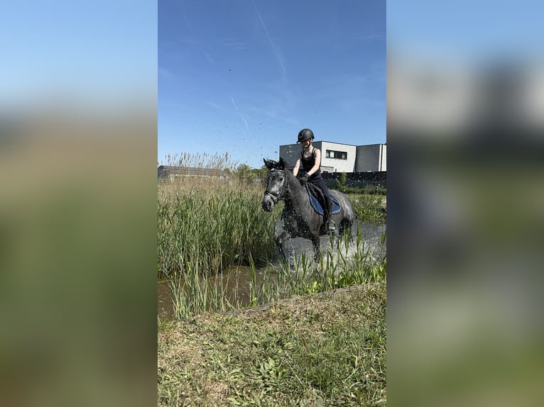 Sonstige Rassen Stute 5 Jahre 142 cm Kann Schimmel werden in Kortrijk