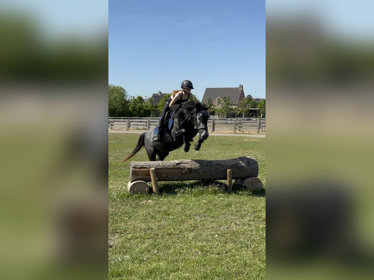 Sonstige Rassen Stute 5 Jahre 142 cm Kann Schimmel werden in Kortrijk