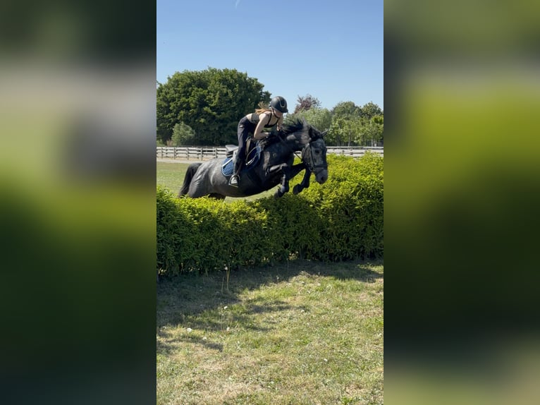 Sonstige Rassen Stute 5 Jahre 142 cm Kann Schimmel werden in Kortrijk